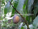 Mango Anthracnose