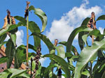 Bacterial canker (image by Yvan)