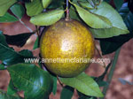 Melanose on citrus
