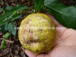 Citrus Scab