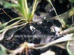 Damping Off fungus