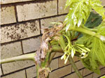 Dieback on pawpaw by Elaine
