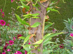 Fasciation