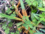Lawn rust (image by Michael)