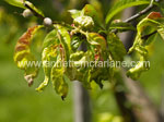 Leaf Curl On Peaches