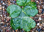 Leaf Spot on Basella