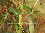 Myrtle rust (Austropuccinia psidii)