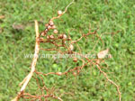 Nitrogen Fixing Nematodes