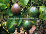 Passionfruit Virus