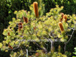 Phosphorous induced iron deficiency