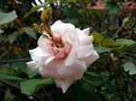 Phyllody on roses (image by Valerie)