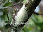Pinks Disease on citrus