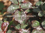 Powdery Mildew on roses