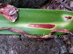 Leaf Spot (Stagospora-curtisii) On Hippeastrums