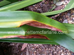 Leaf Spot (Stagospora-curtisii) On Hippeastrums