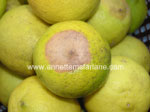 Stylar End Rot