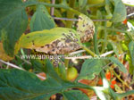 Target Spot on Tomatoes