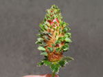 Vivipary/Pseudo vivipary on strawberries