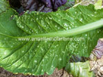 White rust disease
